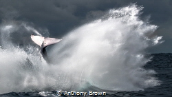 This was taken in a crazy battle of two whales fighting o... by Anthony Brown 